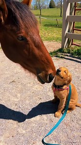I think its true love | I Love Horses