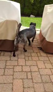 Pipsi learned a new skill today! A Pipsi! | DIBS Rescue