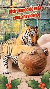 ✨ Feliz Navidad les desea la familia de Bosque y Zoológico de Mexicali, que la paz, el amor y la alegría llenen tu vida en cada momento🎄💫 | Bosque y Zoológico de la Ciudad de Mexicali