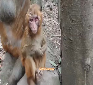 3.4K views · 94 reactions | The monkeys are seriously injured, what happened to them | MiMi Monkey | Facebook