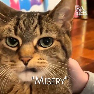 27K views · 239 reactions | Is your pet this dramatic? We wanna see them! Nominate your pet for a Dorky Award! ✨https://bit.ly/TPCDorky | The Pet Collective | Facebook