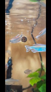 Phenacogrammus interruptus (Tetra congo) disfrutando su Nanovit tablets de @tropical_argentina #acuarismo #acuariofilia #aquariumhobby #acuamanus #aquascaping #plantedtank #fishtank #aquariumfish #acuarioplantado #congotetra #tetracongo #tetrafish #tropicalfish | Acuamanus Acuario