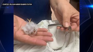 Wildlife rehab workers untangle snake caught in Halloween spiderweb decoration at home in Miami Shores - WSVN 7News | Miami News, Weather, Sports | Fort Lauderdale