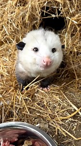 UPDATE ON FIGGY: HOLY COW!! This post has gotten a ton of traction on social media and has caused quite the back and forth about Figgys's cherry treats. Although he rarely gets cherries (they're not cheap), he does not digest the pits, but from now on, if we do feed him cherries, we will pit them. Thank you for everyone's concern. Figgy has a lot of fans. He does not like hearing about nasty comments between his fans. The ones we have found have been deleted. We can't be monitoring 24/7, so some