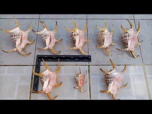 LAMBIS CHIRAGRA,,SPIDER CONCH SHELL COLLECTION JUNEXBOY