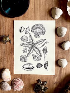 Seashell Drawing Poster, Unique Handmade Gift on the Theme of the Sea and the Ocean, Wall Decoration, Original Handcrafted Version - Etsy
