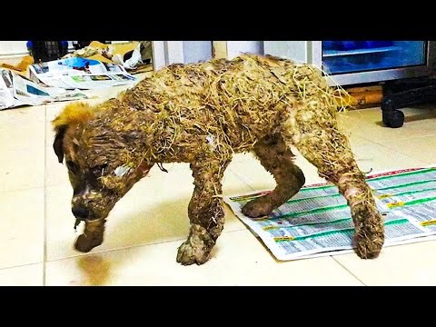 This Dog Was Covered in Glue and Left to Die. His Rescue Story Left Everyone in Tears