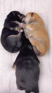 11K views · 394 reactions | So cute | Shiba Inu Overload | Facebook