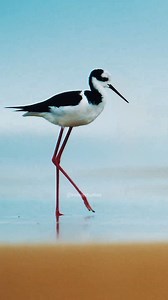 Bird Walking on the Beach Sand #beach #sand #walk #ocean #sea #bird #beauty #nature #wild HA51149 | HAWI Studios