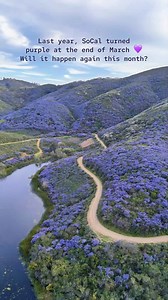 California lilac, or ceanothus, was all over the northern part of San Diego County last year! This was filmed on 03/22/24. I asked ChatGPT if it’s going to bloom again this year, even though we got less rain. It replied that it should bloom since ceanothus isn’t as rain-dependent as some other flowers 😄 So, I’m excited! There are two trails in this video: 💜 South Lake Park in San Marcos (with the lake) - 2 mi loop, easy. 💜 Nighthawk Trail in Poway (with the narrow purple tunnel) - 3 mi loop, 