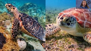 Sea Turtles 101