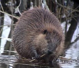 CT Beaver video shows the cutest dispute over a stick