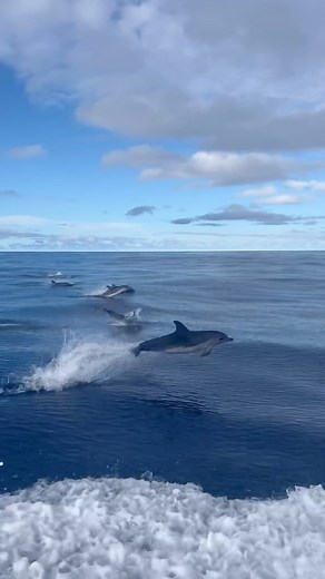 12K views · 75 reactions | Last 3 places available for our trip to the Azores Islands from 21st to 26th of August! Don’t miss this dream trip!  Whatsapp: +351 917 147 424  www.swim-together.com/swim-camp-azores-faial-pico-sao-jorge | SwimTogether Swimming Holidays | Facebook