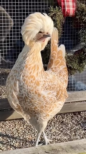 7.8K views · 668 reactions | Fancy chicks have more fun! #Polish #bufflacedPolish #crested    #backyardchickens #petchickens #chickens #chickenkeeping #chickenyard | The Chicken Chick | Facebook