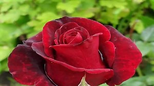 1.7K views · 71 reactions | Massimo Ranieri ~Rose rosse ~ | Canzoni dimenticate | Facebook