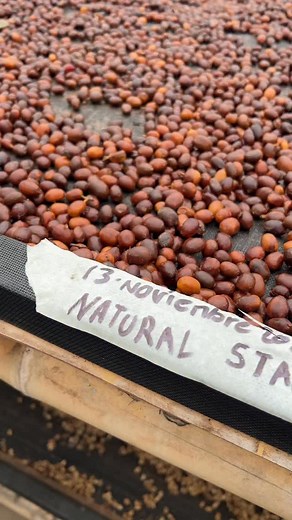 Natural process: fermentation inside the fruit In the natural process, the coffee cherry dries completely with the fruit intact, which triggers an intracellular fermentation driven by the yeasts and bacteria naturally present in the mucilage. As the fruit begins to dehydrate, these microorganisms transform its sugars and create the foundation for the coffee’s final flavor. One of the biggest challenges of this method lies in the drying stage. Because the fruit remains whole, moisture is retained