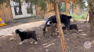 Another brutal attack by the Fuzzy Furball gang caught on camera🫣 #fuzzy #furball #attack #liveaction #aussie #australianshepherd #cute #doggos #colorado #coupleberryfarms #emma #gabby #bigsister | Couple Berry Farms