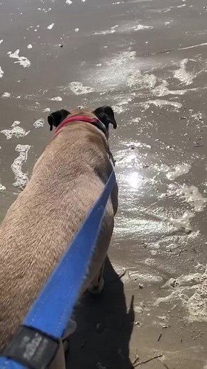 2.9K views · 59 reactions | SPONSORED ADOPTION . NAME: Max...