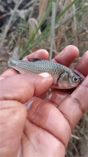 🌊Massive Fish Caught in River Amazing Fishing Day! #fishing​ #fish​ #hugefish😱😱🐠🐠