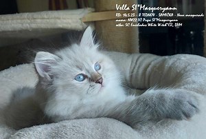 MLADIČKI pasme Neva masquerade s slovenskim FIFe rodovnikom