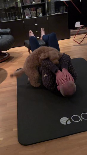 Adorable Apricot Cockapoo Moments Compilation