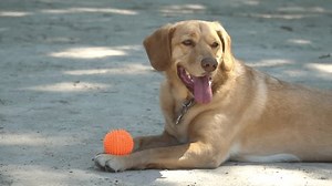 Vidéo lente d'un labrador mignon qui : vidéo de stock (100 % libre de droit) 3498107509 | Shutterstock
