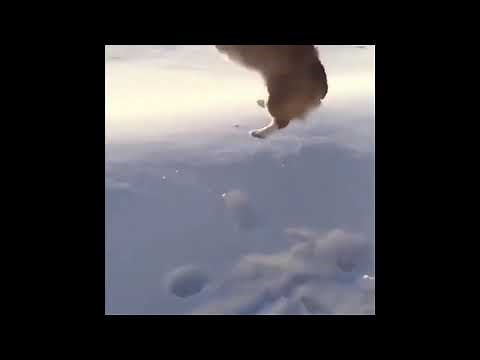 Dog mating with human part 1