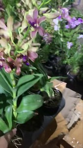 2.4K views · 182 reactions | #CodeA57 ဒီအရောင်လေးအရမ်းလှ...