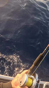 5.6K views · 81 reactions | Itching for the season to open back up in WA next month, Ry Craike is getting us pumped with some footage of a solid Dhu he wrestled with his Fathom x Regiment combo earlier in the year #PENNFishingANZ #LetTheBattleBegin | PENN Fishing | Facebook