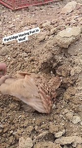 240K views · 2.9K reactions | Partridge Enjoying Mud Bath” #newyear2026 #petsearch #birds #wildlife #partridges | Birds Lover | Facebook