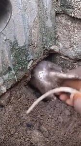 Rabbit | Bucee Brain