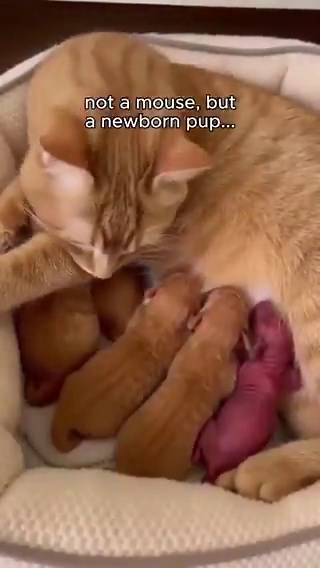 Esta mujer pensó que este gato había atrapado un ratón... pero estaba equivocada.