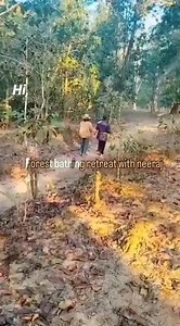 🌲Take a walk through the lush greenery with Neeraj, who🌿 will guide you in connecting with the forest on a deeper level. Practice grounding techniques to center your mind and find inner peace. #ForestBathing 🌲 #MindfulnessRetreat 🕊️ #HealingNature 🍃 #YogaInTheWoods 🧘‍♀️ #NeerajRetreat 🌿 #ForestBathingWithNeeraj 🌲✨ #NatureHealingJourney 🌿🍃 #MindfulnessInTheWoods 🕊️🌳 #ReconnectWithNature 🍂🌞 #ShinrinYokuExperience 🌸🌳 | DElotus Forest Bathing & Yoga Retreats with neeraj