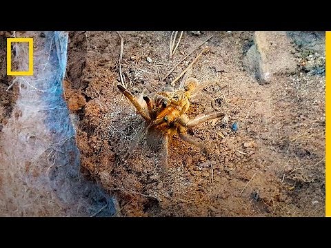 Observa el riesgo en el que se pone una ARAÑA para poder APAREARSE | National Geographic en Español