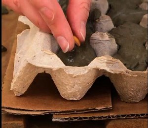 Comment cultiver des pastèques par vous-même ! | Brico Sympa