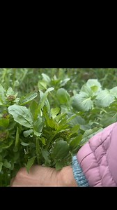 กวางตุ้งป่า Early Yellow Rocket (Barbarea verna) 🇸🇪 Vinterkrasse, Vårgyllen ต้นใหญ่ อวบ หวานกรอบ เหมือนกวางตุ้งไทย ทำได้ทุกเมนูเช่นกัน #มาดามบ้านนาเก็บผัก #ผักป่าสวีเดน2025 #ผักป่าเมืองนอก #ผักป่ากินได้ #เก็บผักต่างประเทศ #เก็บผักต่างแดน ผักป่าสวีเดนกินได้ | มาดามบ้านนาสวีเดน คนบุรีรัมย์