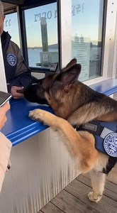 9.1K views · 163 reactions | German Shepherd Harbor Ticket Booth Assistant | German shepherds | Facebook
