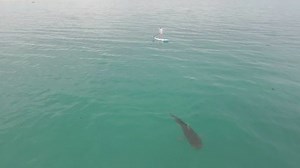 10K views · 40 reactions | A videographer was filming his wife paddle boarding when he noticed a 16 foot tiger shark near her, minding its business. | The Florida Times-Union | Facebook