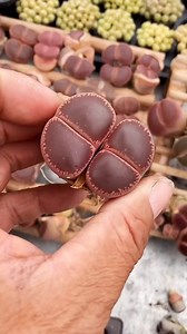 86K views · 155 reactions | Thay chậu cho lithops 華 #senda #vuonsenda #senđá | Vườn sen đá | Facebook