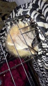 #Coonboyz #trendingreelsvideo #fyp #viralchallenge #trapping #outdoors #viral #trending #countryliving # | Bluntlee Wofford