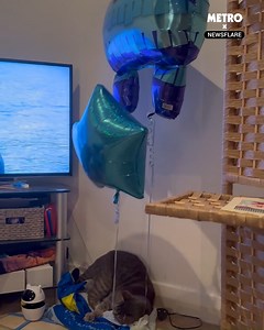 Cat owners will relate 😂 | Metro