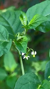 68K views · 31K reactions | Pregnant諸 lady 鉶best ☝️ treatment #tips #village #photography #trending #ownvoice #viralreels #voice #tamilmemes #voice #Dindigul ...... | Kanal Kannan | Facebook