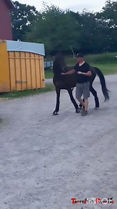 74K views · 1.1K reactions | Che meraviglia di Equino  I can win Gardenia  Record: 1.12.6⏱️ 4️⃣ Anni  Team Lorentzen Trav @fan più attivi | Trotto che Passione | Facebook