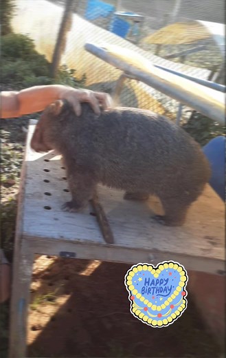 Happy birthday to the bestest Wombat Dad EVER!!!!! Lionel Weston Thankyou for everything you do for the bumbratz, all the critters and me...we love you so much xx🥳🤗👩‍❤️‍💋‍👨🐾🎂 Ps... Happy wedding anniversary my love xxx | LnLz Wildlife Care & Rescue