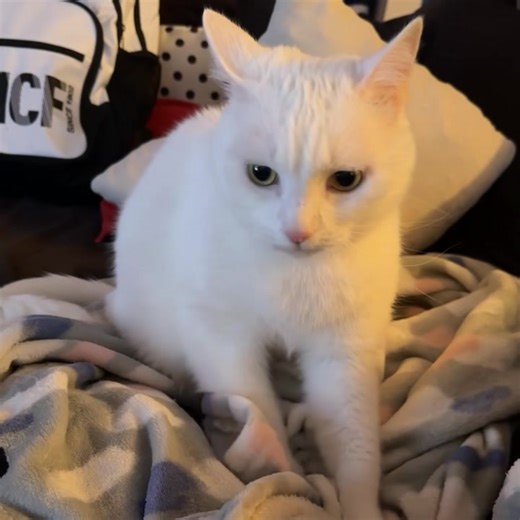 Making biscuits 🍪 ❤️ | Chuck B