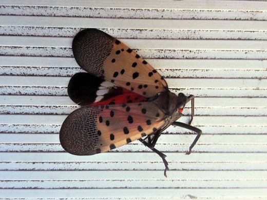 Spotted Lanternfly Reaches Adult Stage In NJ: Start Squishing