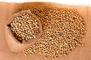 Why are there GMOS in soybeans? [2025] | QAQooking.wiki