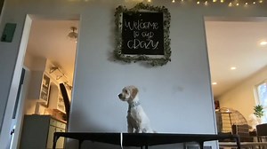 Oliver There are many ways to teach a dog a solid place command Solid meaning holding during distractions, calm state of mind comprehension, duration time as long as needed Teaching obedience and utilizing a down on place to promote settling and being relaxed is surely but not always the right one by any means Oliver is a spunky guy that thrives on anything positive that builds his confidence So for this guy who has zero resource issues we will utilize a goodie to enjoy and to build duration and