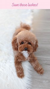Save those lovely lashes!!🐩 Do you have long eyelashes? And do you try not to trim them? Mom tries very hard not to! #doggrooming #maltipoo #toypoodle #fluffydogs #cutedogsofig #dogs #Moodle #puppygram red and white maltipoo saving dog eyelashes puppy dog grooming dog groom moodle | Chiffon (Charlotte Chiffon)