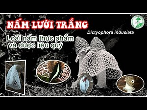 Nấm lưới trắng (nấm nữ hoàng, nấm tâm trúc) Dictyophora indusiata ở Vườn quốc gia Cát Tiên.